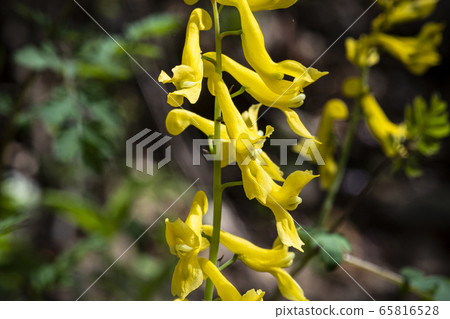 韓國野花 韓國野花 65816528