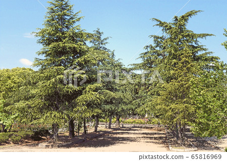 Rough finish, Tsurumai park entourage 65816969