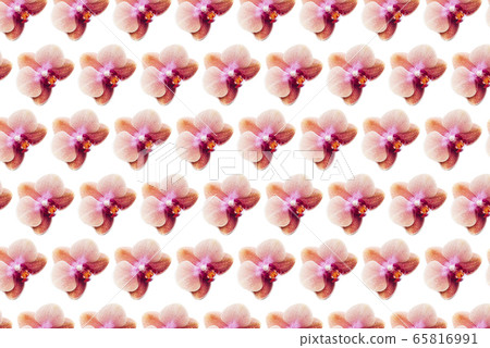 Pattern made from Orchid Plant Pattern made from Orchid Plant 65816991