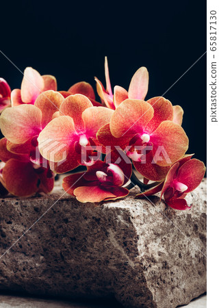 Orange Phalaenopsis Orchid Plant Orange Phalaenopsis Orchid Plant 65817130