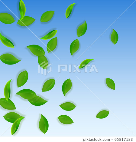 Falling green leaves. Fresh tea neat leaves flying 65817188