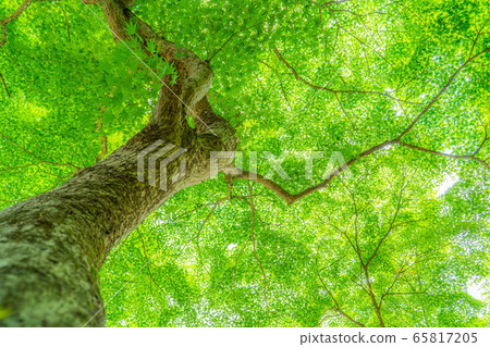 Fresh green maple Oki Korankei [Aichi Prefecture] 65817205