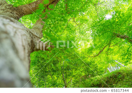 Fresh green maple Oki Korankei [Aichi Prefecture] 65817344