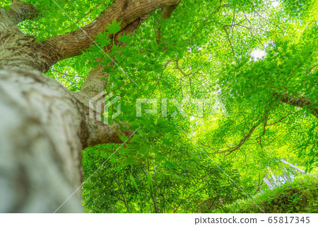 Fresh green maple Oki Korankei [Aichi Prefecture] 65817345