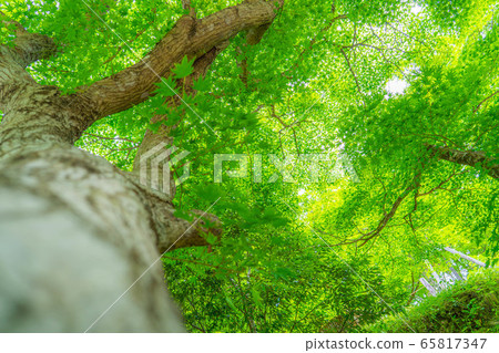 Fresh green maple Oki Korankei [Aichi Prefecture] 65817347