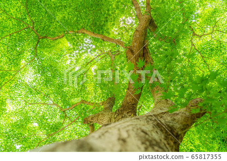 Fresh green maple Oki Korankei [Aichi Prefecture] 65817355