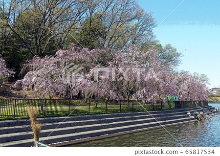 和平公園點觀 和平公園點觀 65817534