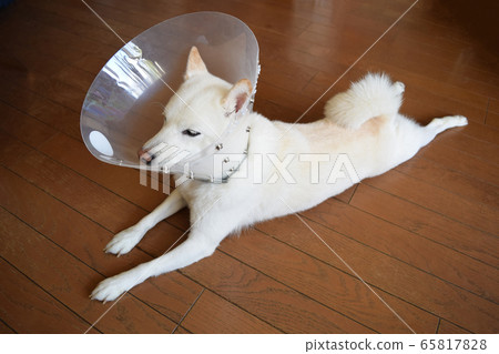 White Shiba Inu wearing an Elizabeth collar White Shiba Inu wearing an Elizabeth collar 65817828
