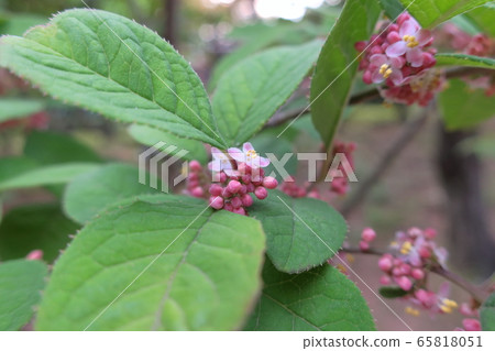 紫色的花朵(沙棘花)在冉冉升起的太陽的背景下生動地綻放 紫色的花朵(沙棘花)在冉冉升起的太陽的背景下生動地綻放 65818051