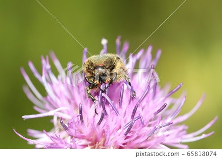 Core red squirrel that dives into the flower of thistle 65818074