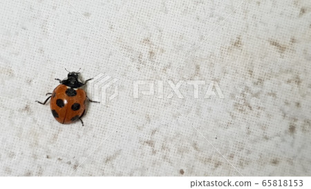 ladybug 65818153