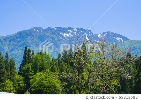 Paulownia flowers and Mt. Hakkai 65818588
