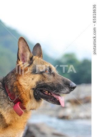 German shepherd looking seriously towards left 65818636