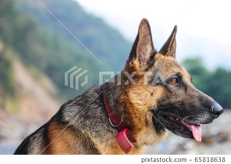 German shepherd looking seriously towards left 65818638