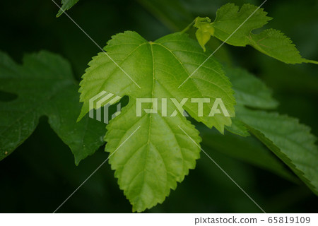 Mulberry leaves Mulberry leaves 65819109