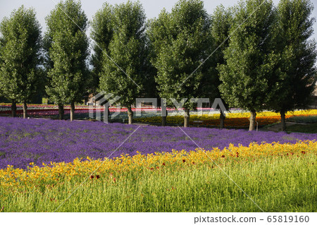 Furano flower garden Furano flower garden 65819160