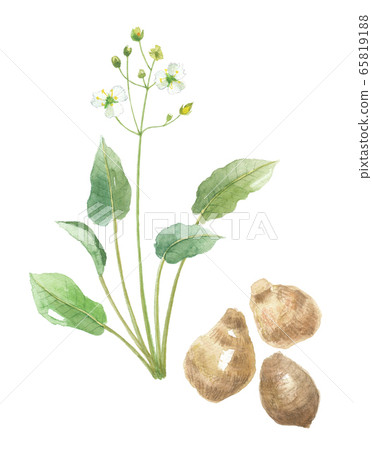 Sage modaka flowers and roots 65819188