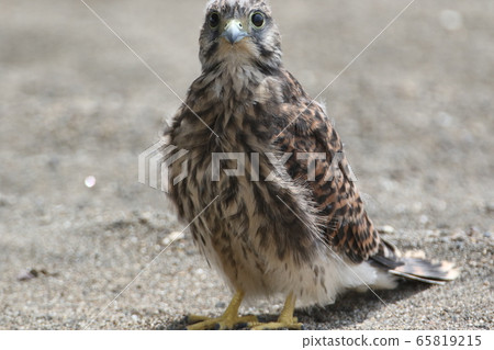 Chicks of butterfly 65819215