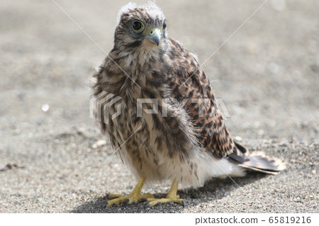 Chicks of butterfly 65819216