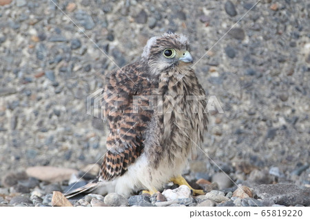 Chicks of butterfly 65819220