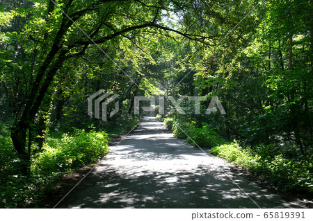 Summer promenade, shade Summer promenade, shade 65819391