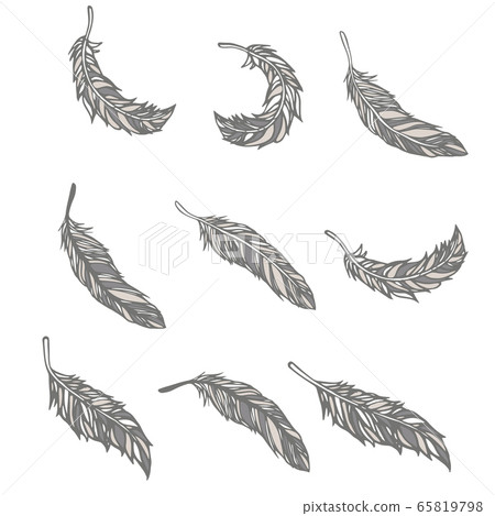 羽毛羽毛圖 羽毛羽毛圖 65819798