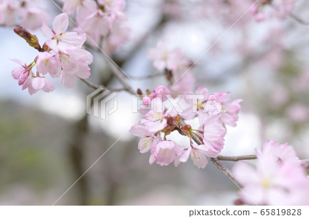 Cherry tree in full bloom  65819828