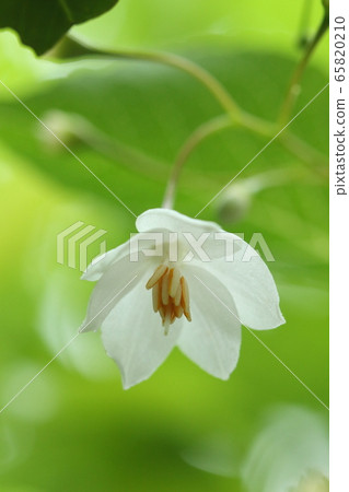 Natural plant Egonoki, white flowers facing downward, petals deeply split into five ... Should it be? Is this flower six split? 65820210