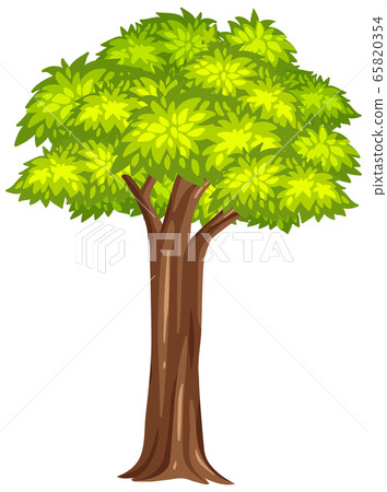 One big tree on white background 65820354