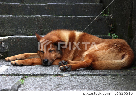 Lazy big yellow dog Lazy big yellow dog 65820519