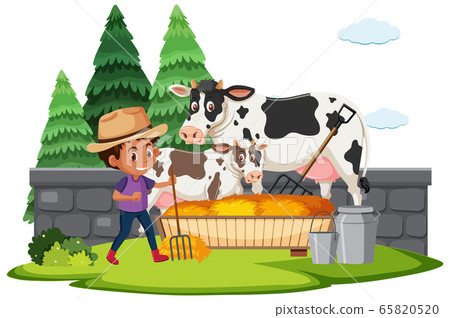 Farm scene with boy feeding cow with hay 65820520
