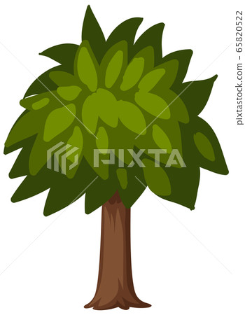 One big tree on white background 65820522