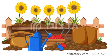 Sunflowers in the flower bed on white background Sunflowers in the flower bed on white background 65821528