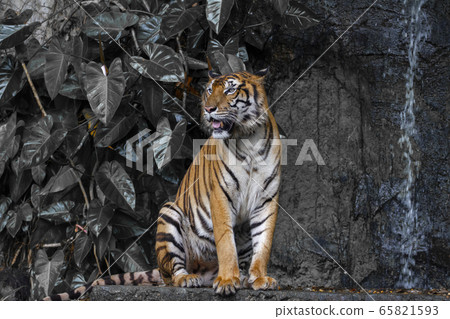 Close up tiger sit down in front of the waterfall 65821593