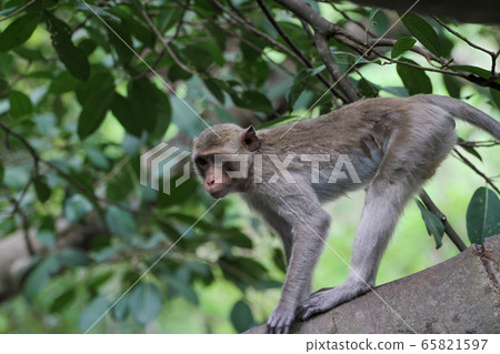 The monkey stop on big branch tree in nature at 65821597