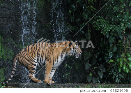 Close up tiger walk in front of the waterfall at 65821606