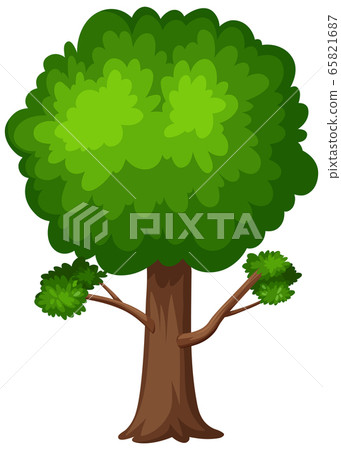 One big tree on white background One big tree on white background 65821687