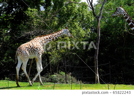 Giraffe Giraffe 65822243