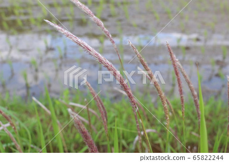Thin purpleish ears of Chigaya growing beside Inada, Japan Thin purpleish ears of Chigaya growing beside Inada, Japan 65822244