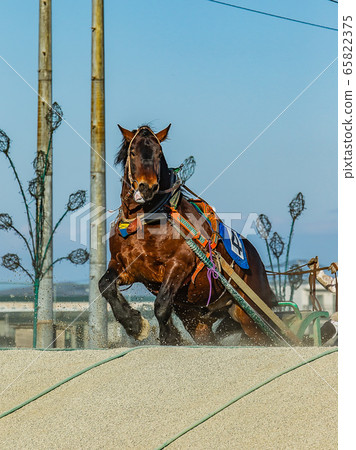 Banei Horse Racing (Hokkaido) Banei Horse Racing (Hokkaido) 65822375