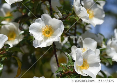 Naniwa Neubara Naniwa Neubara 65822429