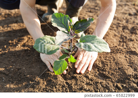 茄子 茄子 65822999