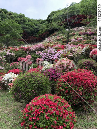 杜鵑花盛開 杜鵑花盛開 65823089