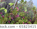 杜鵑花澆水 65823415