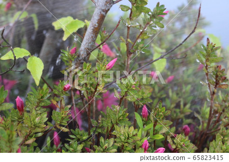Watering azaleas 65823415