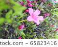 杜鵑花 65823416