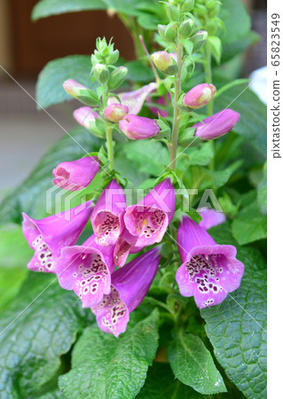 Beautiful  Blooming  Purple Pink Digitalis flower 65823549