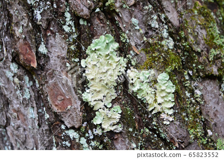 lichen is a composite organism that arises from 65823552
