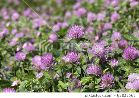 Red clover Red clover 65823565