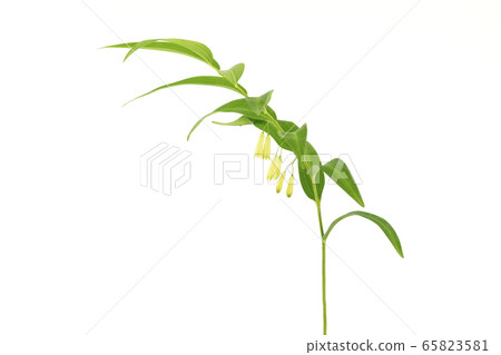 Naruko Yuri Naruko Yuri 65823581